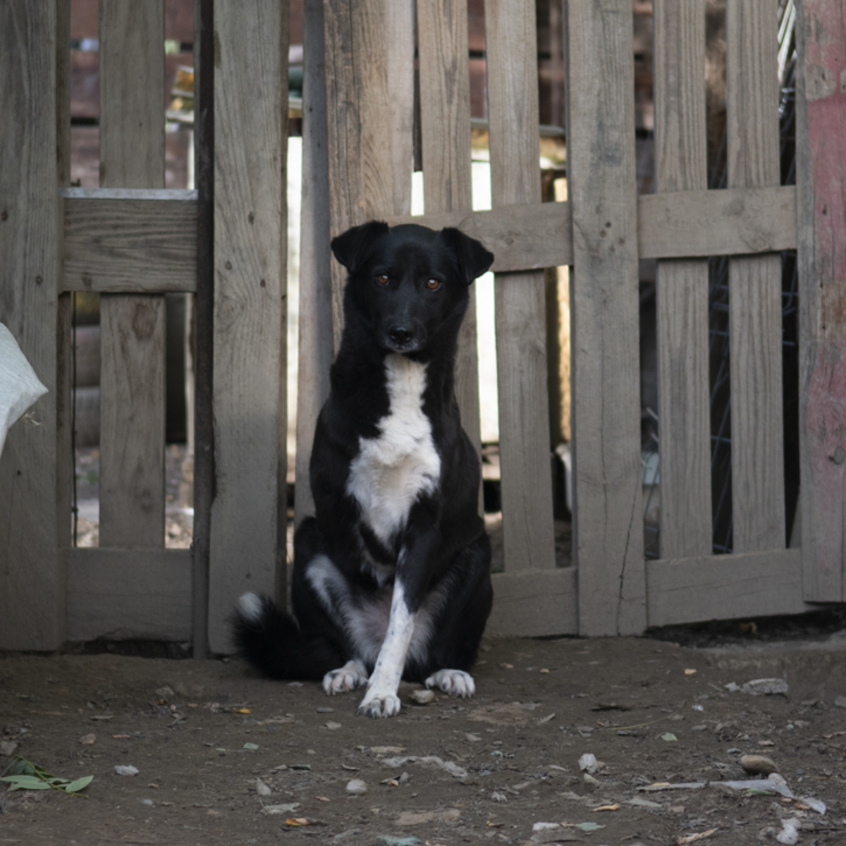 Adoption Deea
