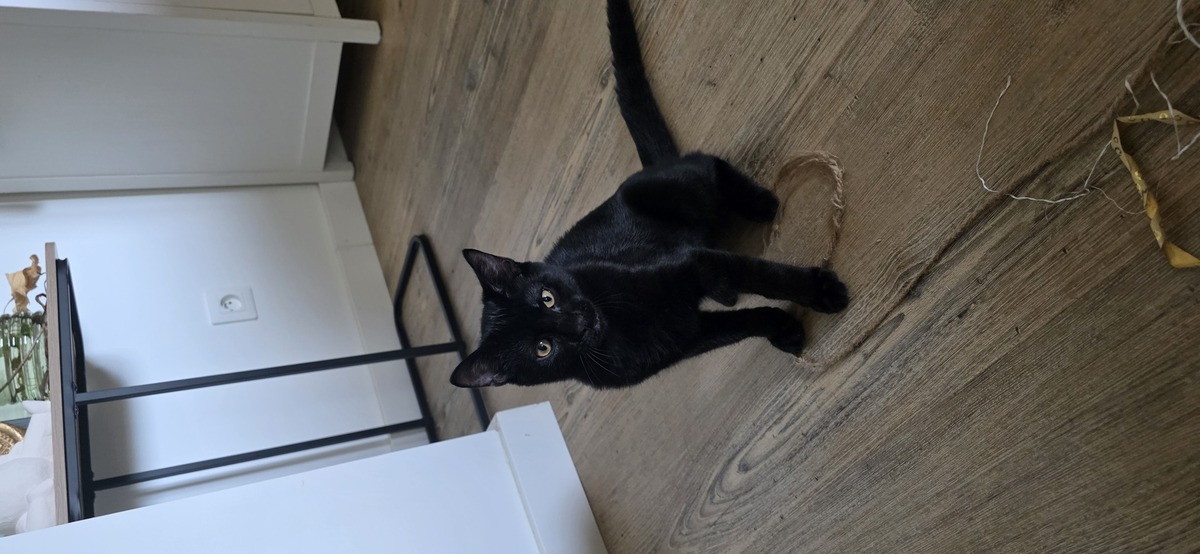 Adoption Naiko