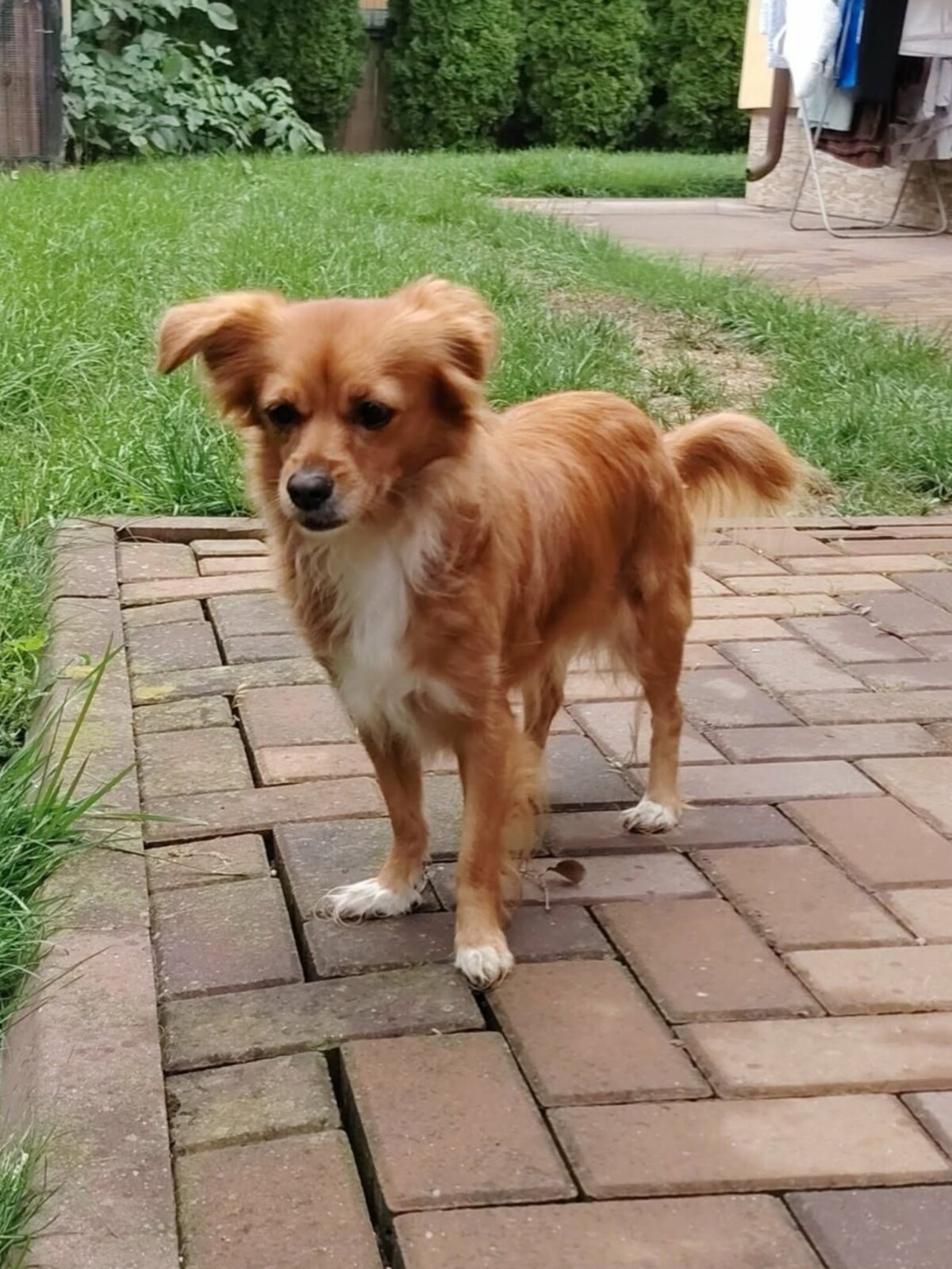 Adoption Rita