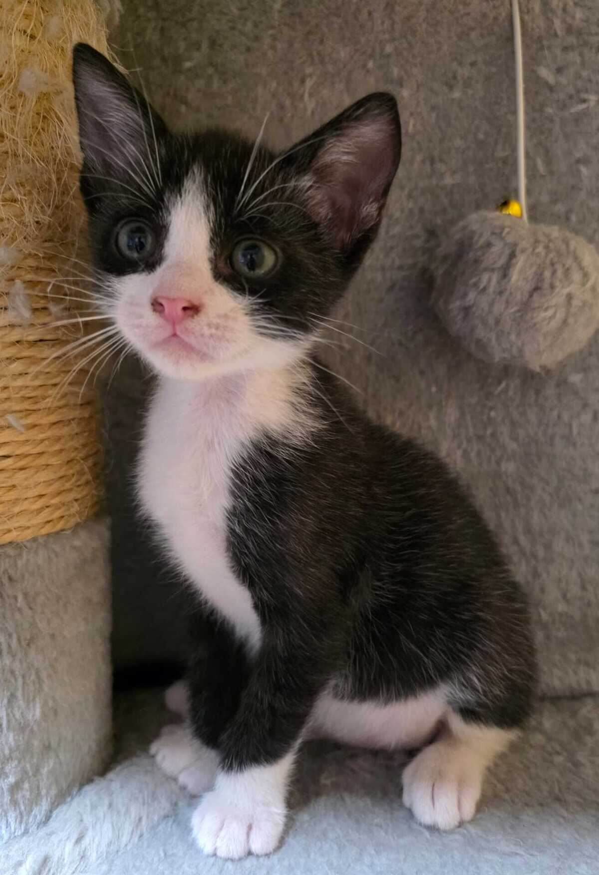 Adoption Yuzu