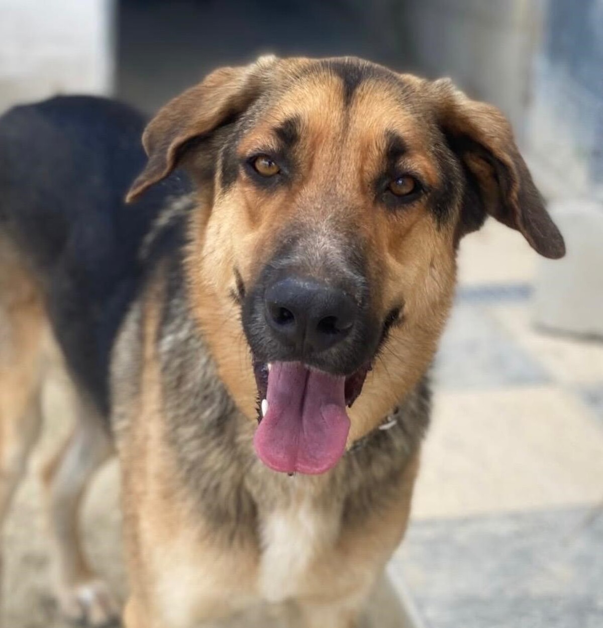 Adoption Max