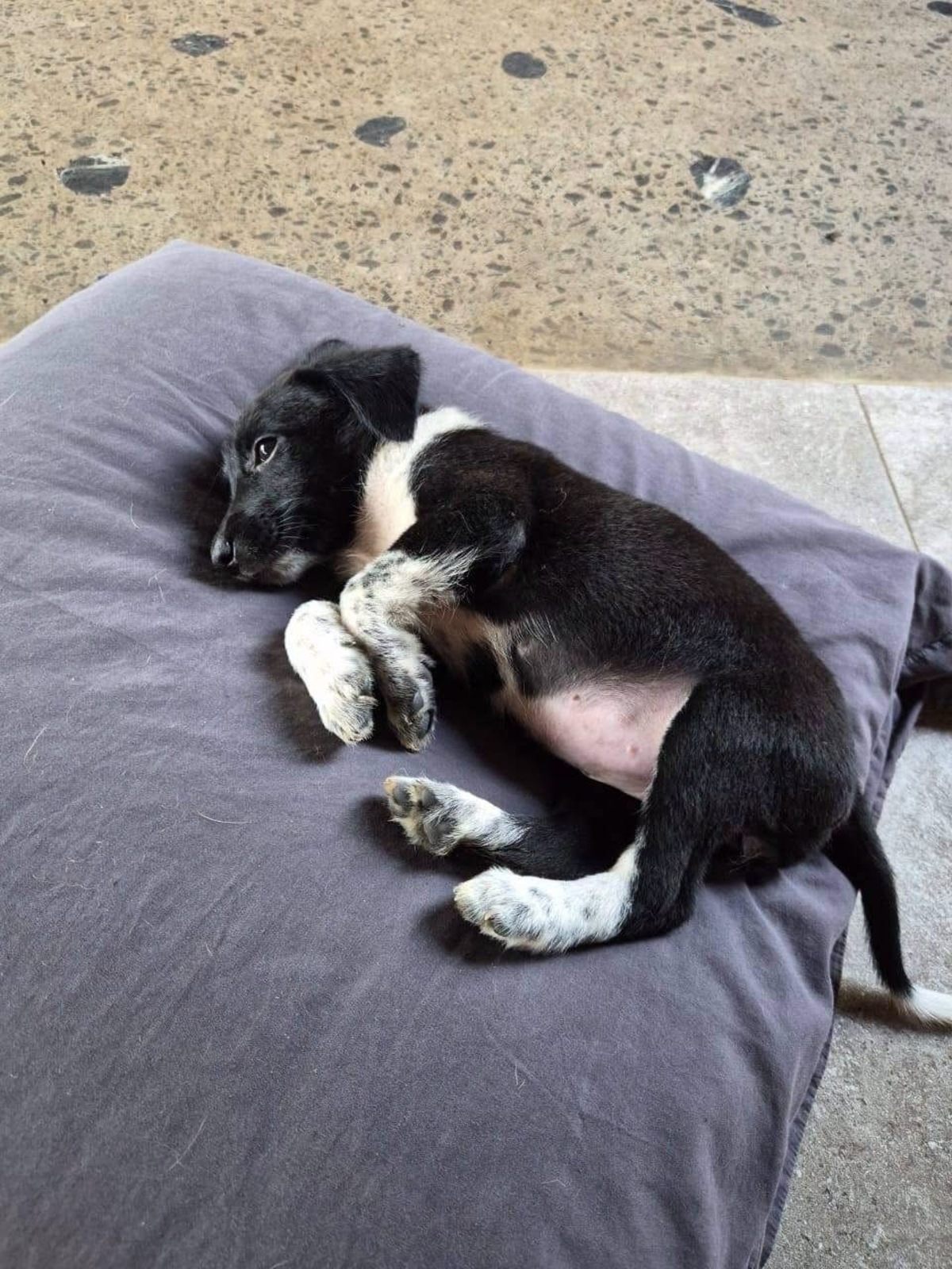 Adoption Yuka