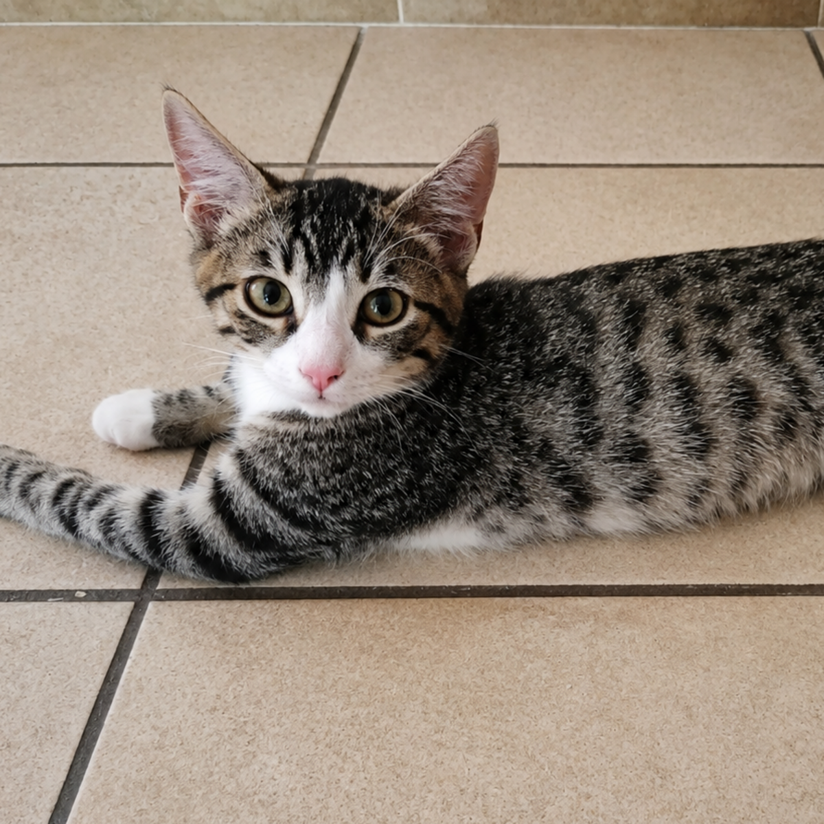Adoption TIGO