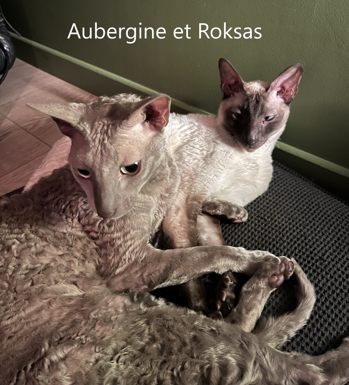 Adoption ROKSAS