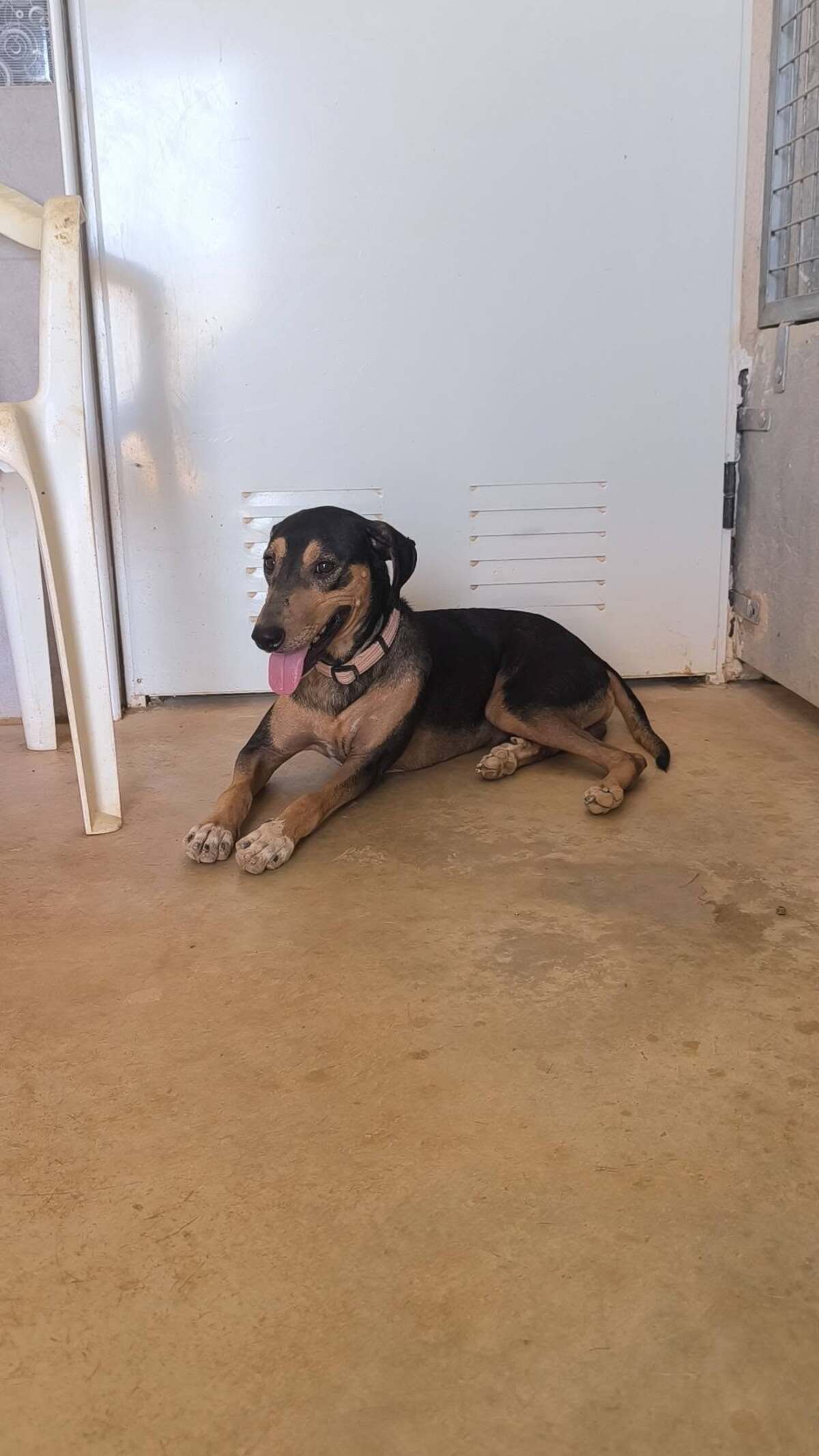 Adoption Maxou