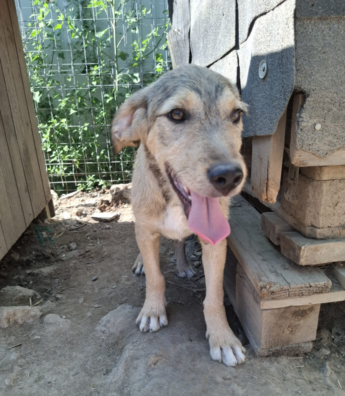 Adoption Ianis