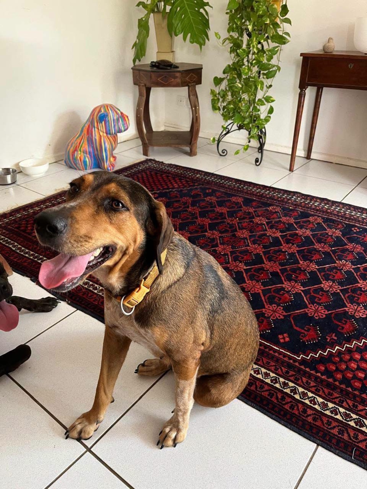 Adoption Mama
