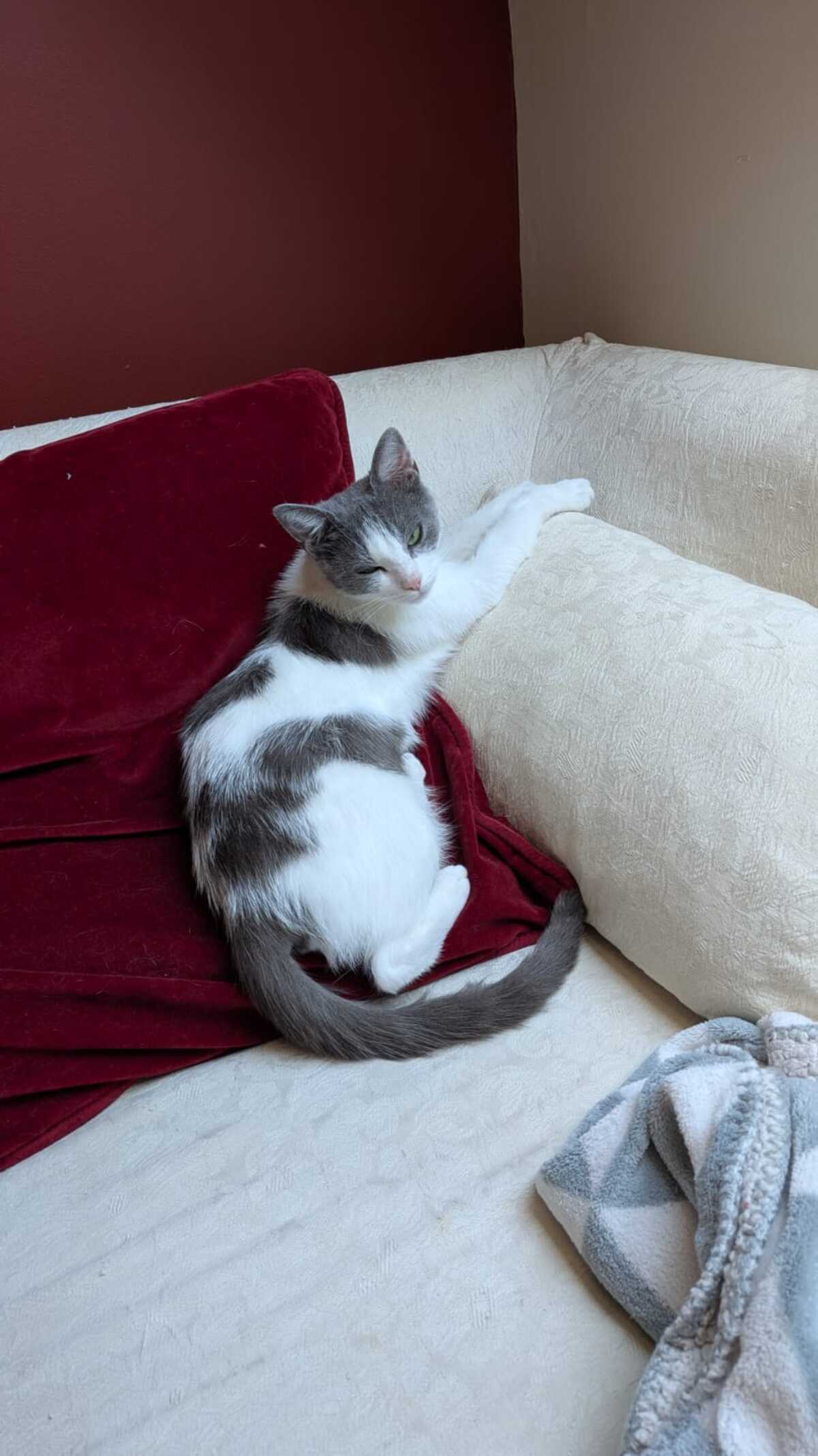 Adoption Friponne