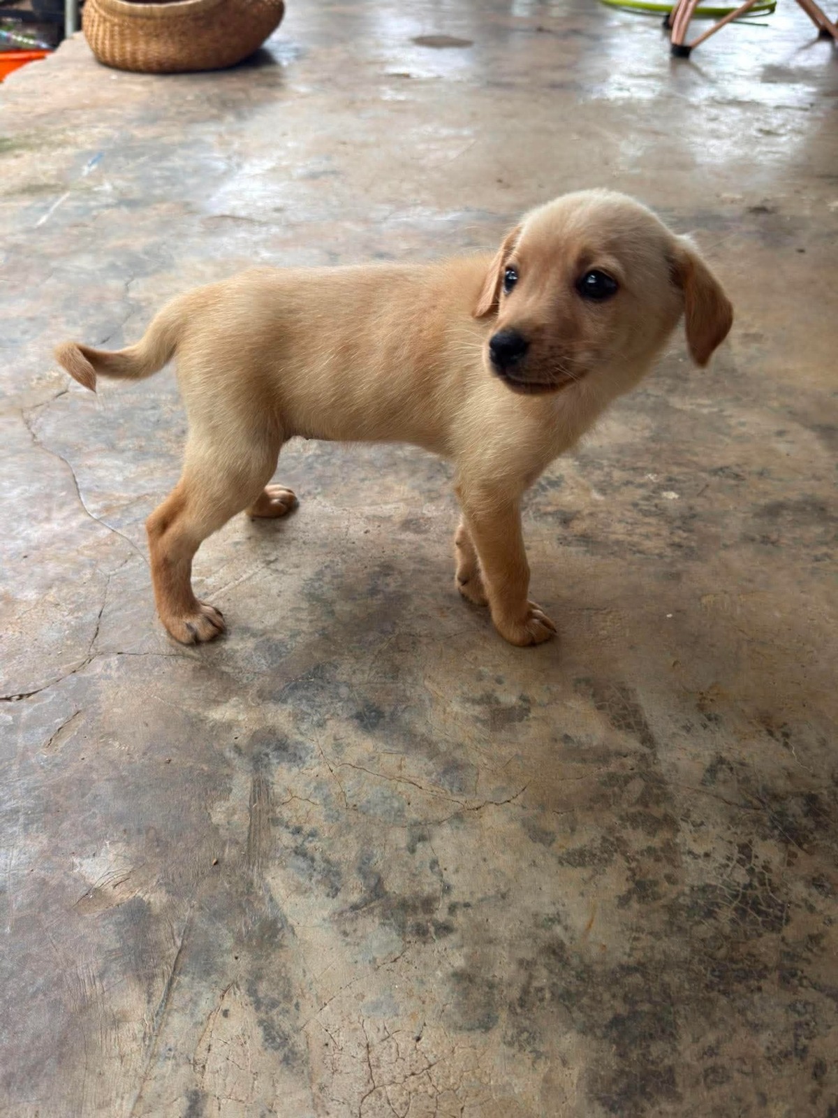 Adoption Ambre
