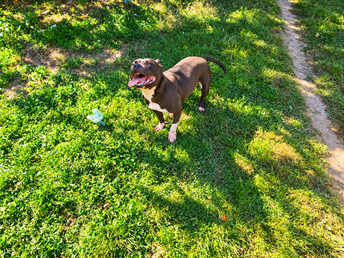 Adoption Pandora