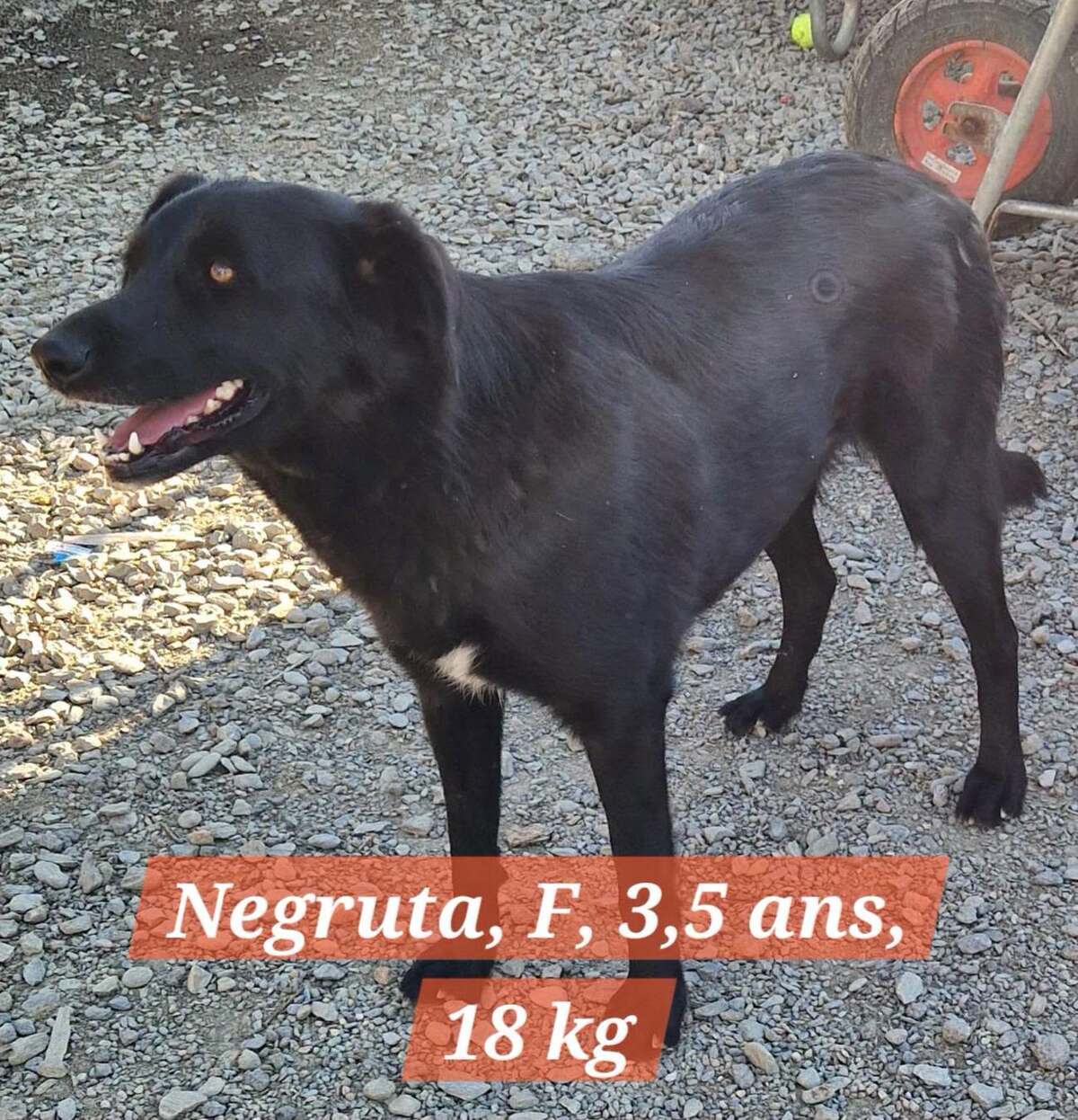 Adoption NEGRUTA