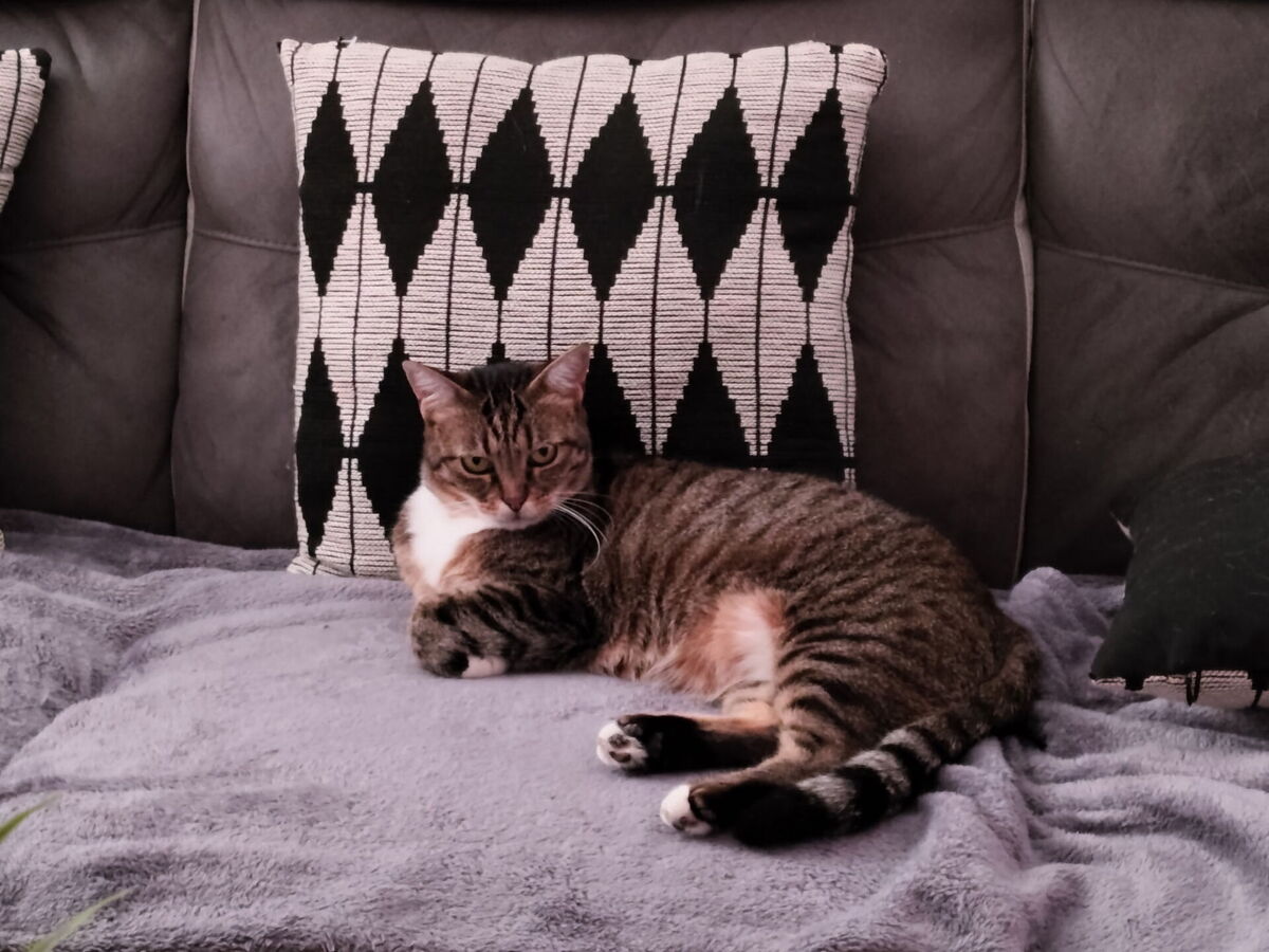 Adoption Minette