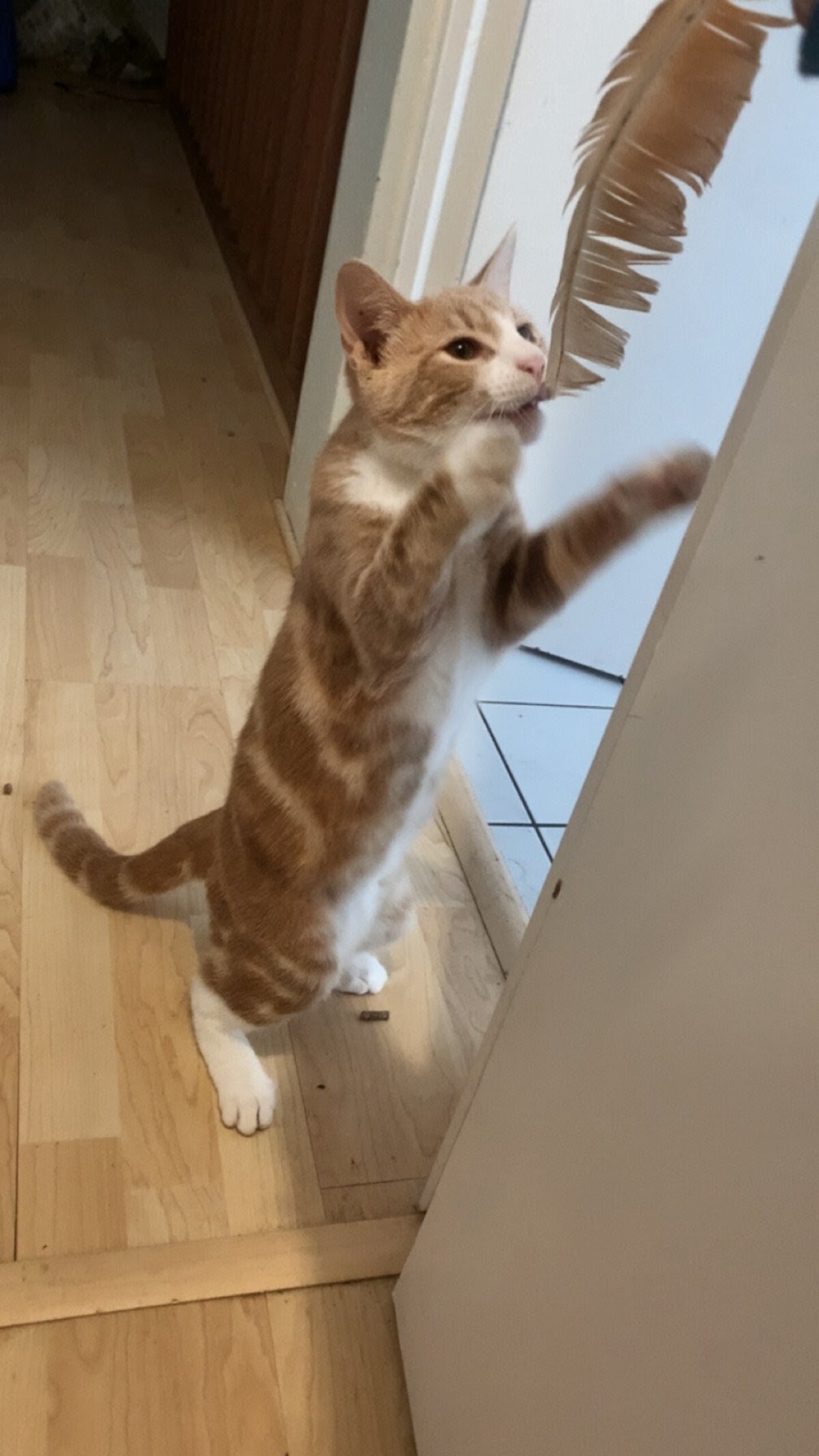 Adoption Caramel