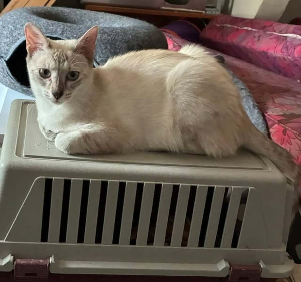 Adoption Marjolaine