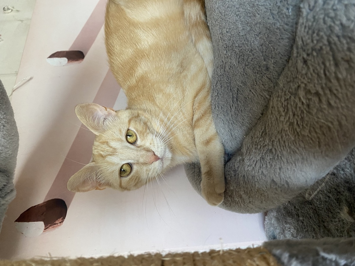 Adoption Jade