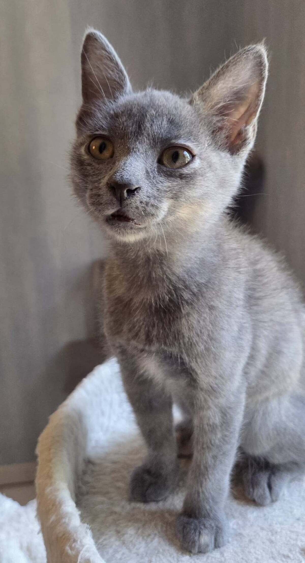 Adoption MUNE