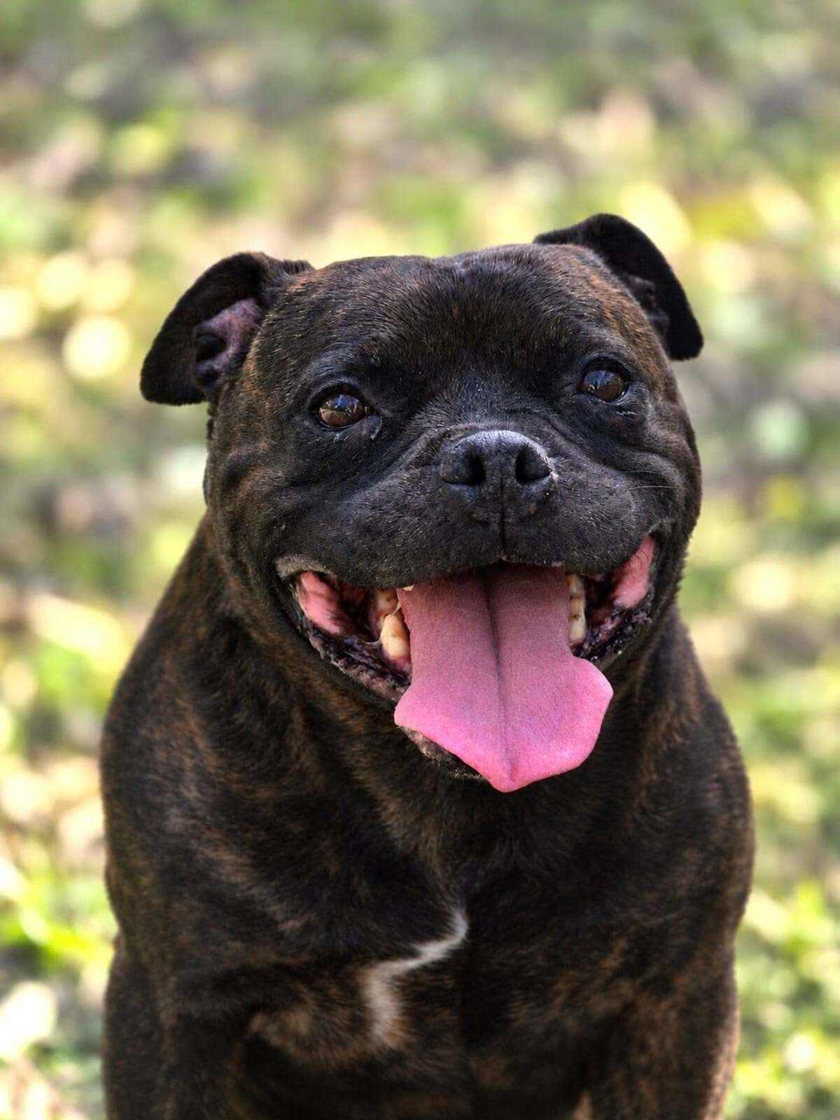 Adoption Woody