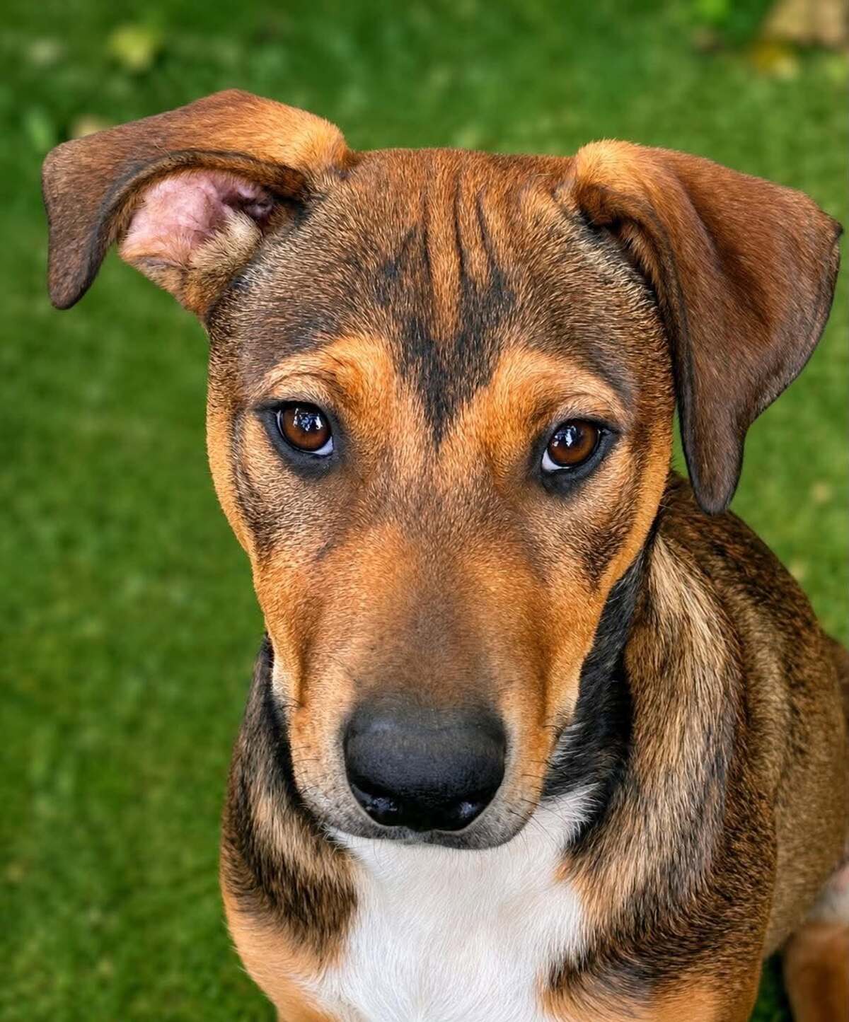 Adoption Blue