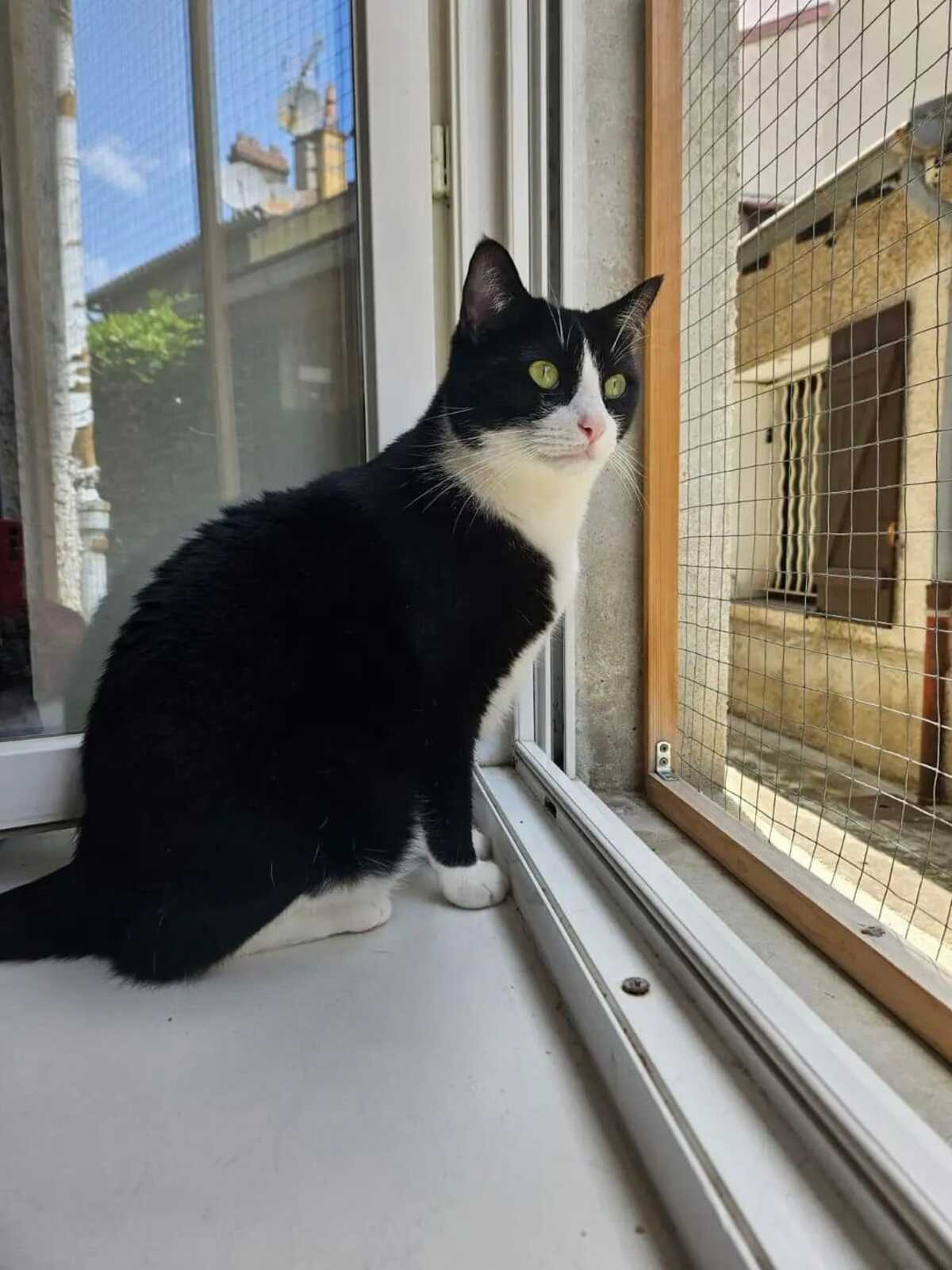 Adoption Oreo