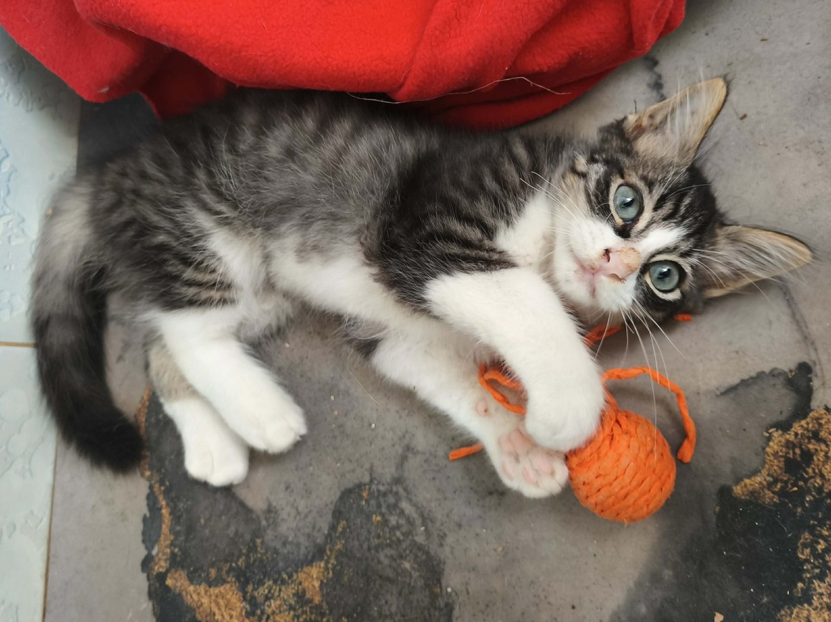 Adoption MANNY