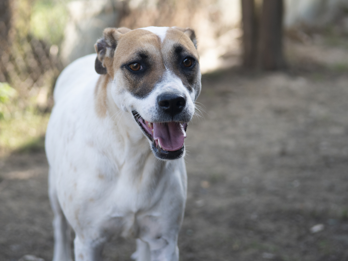 Adoption Bambie