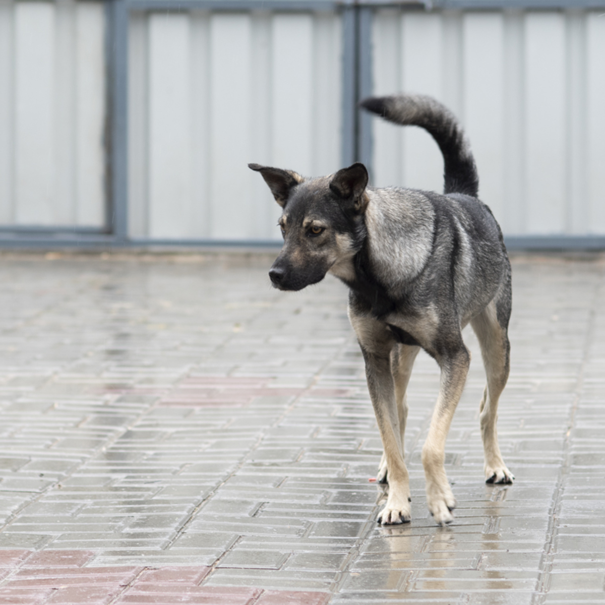 Adoption Nando