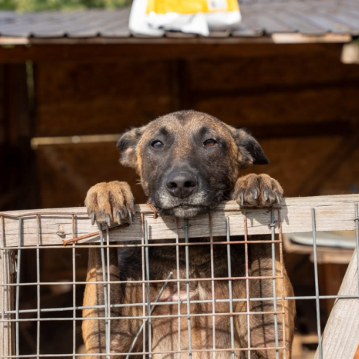 Adoption APACHE