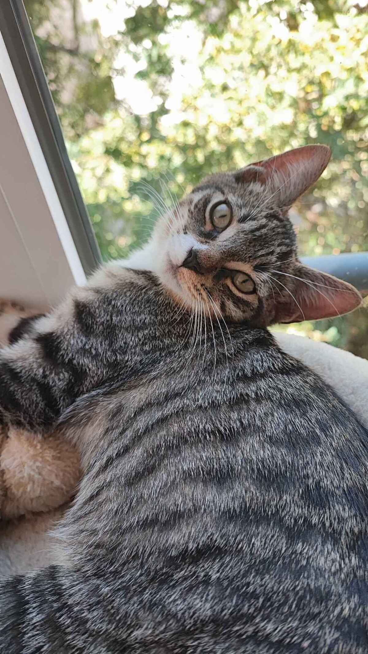 Adoption Patidou