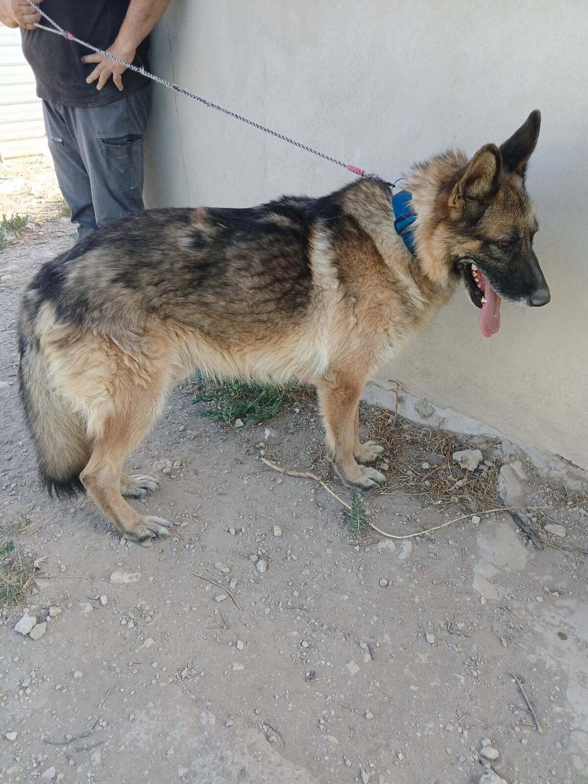 Adoption Ben