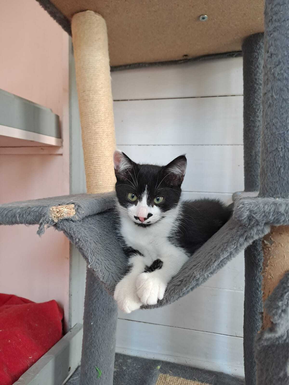 Adoption MENTHE