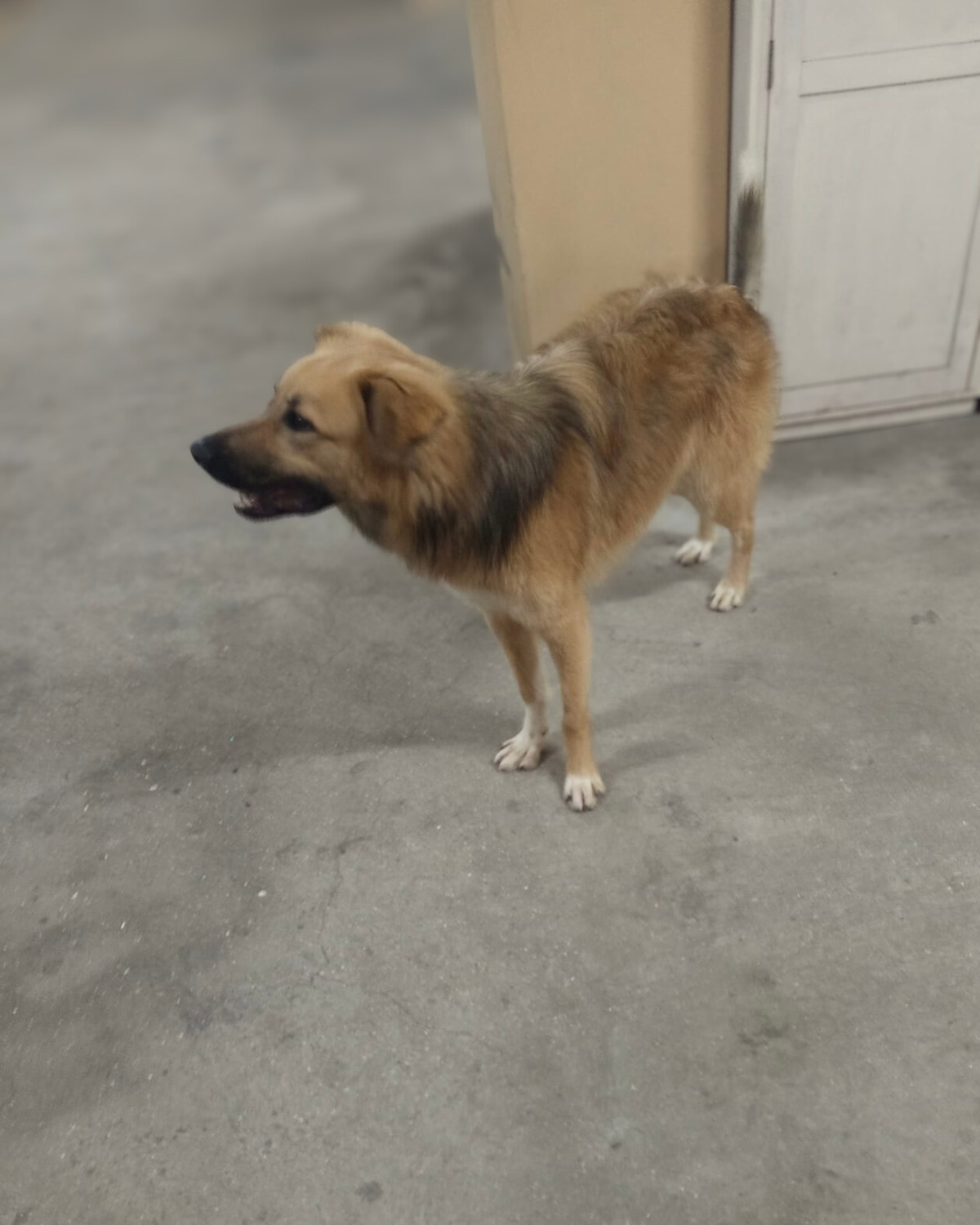 Adoption Kinder