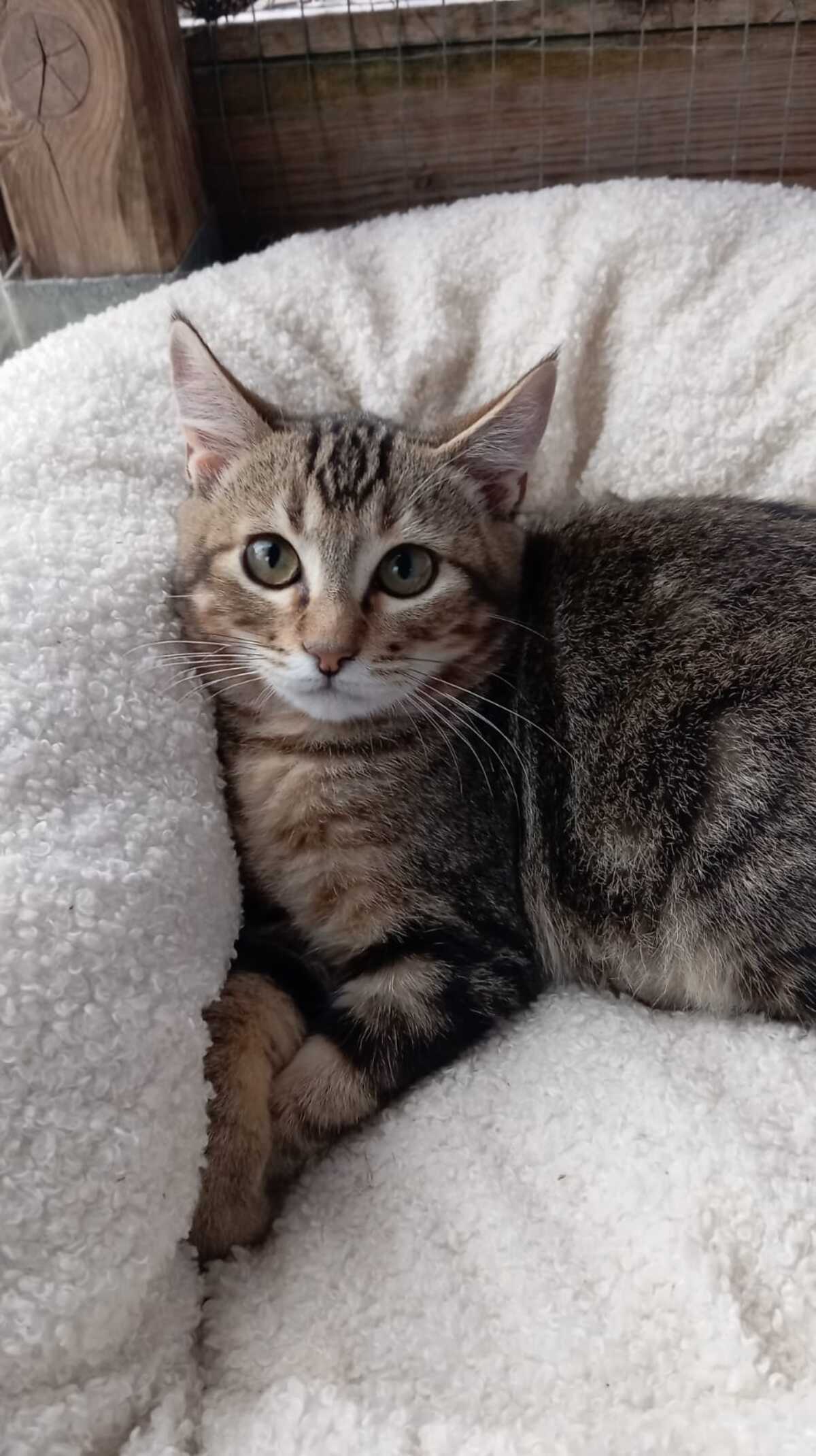 Adoption Calisson