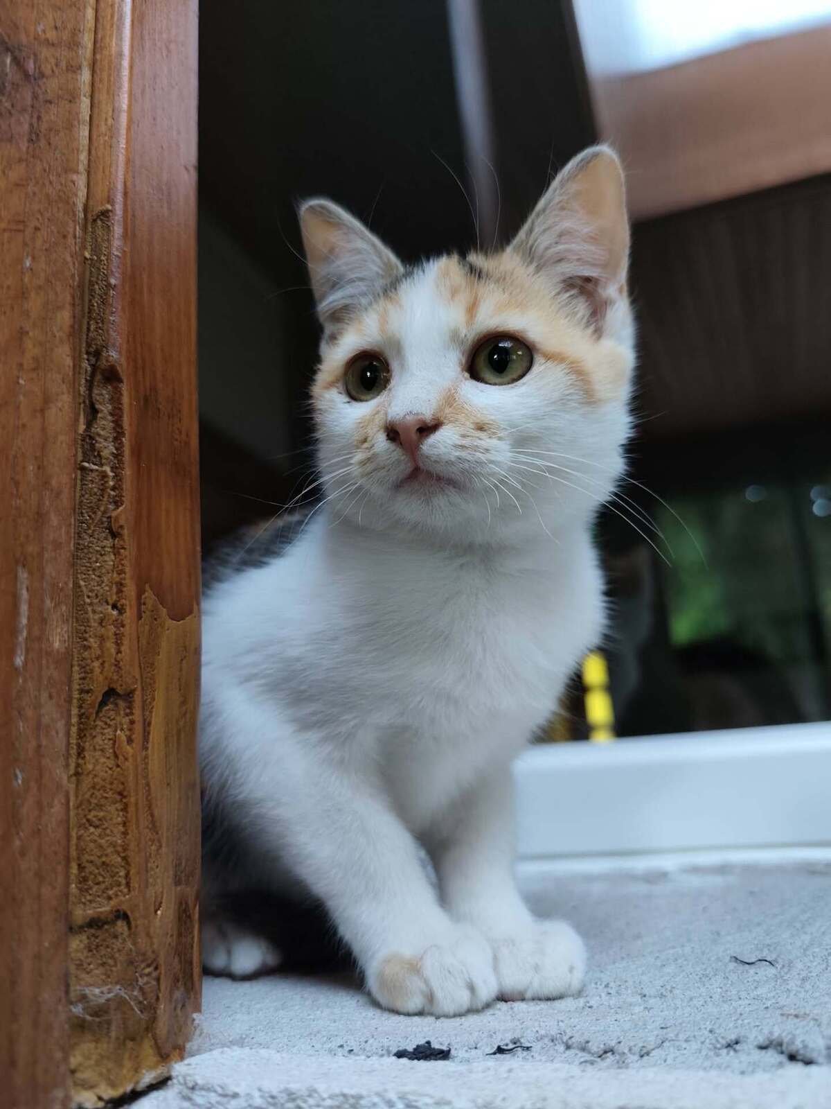 Adoption Bria