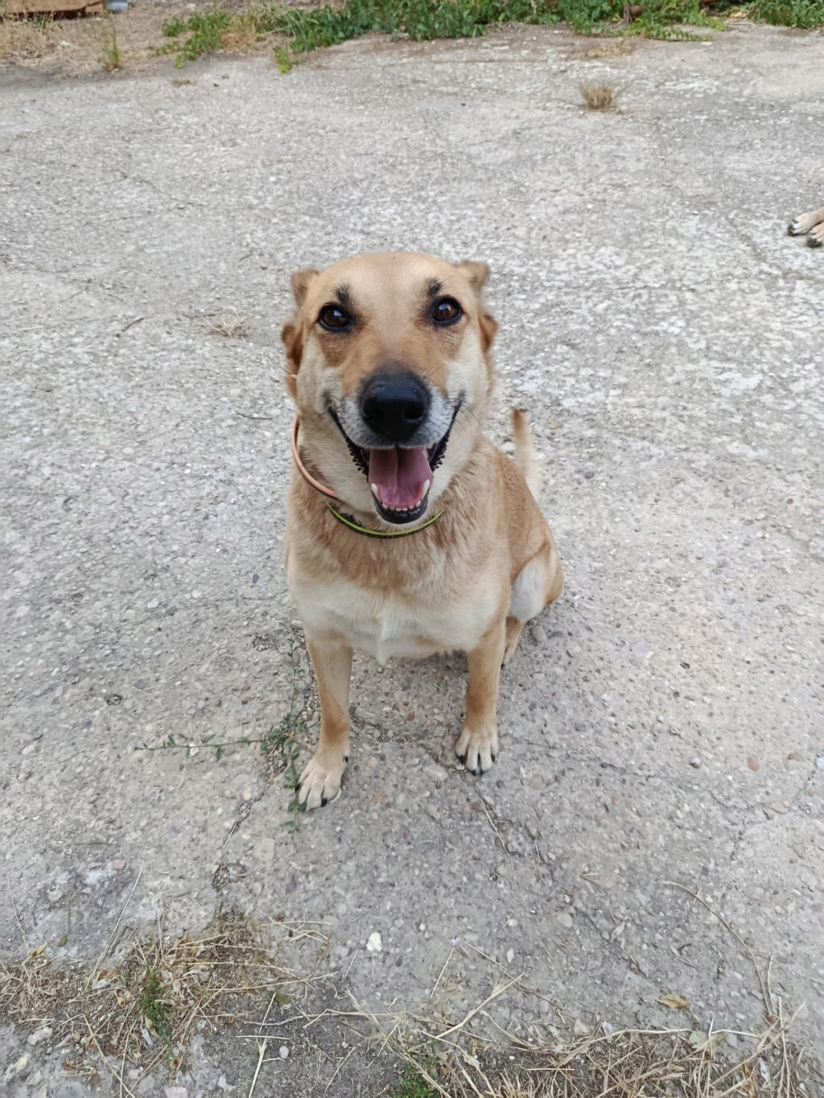 Adoption MIA