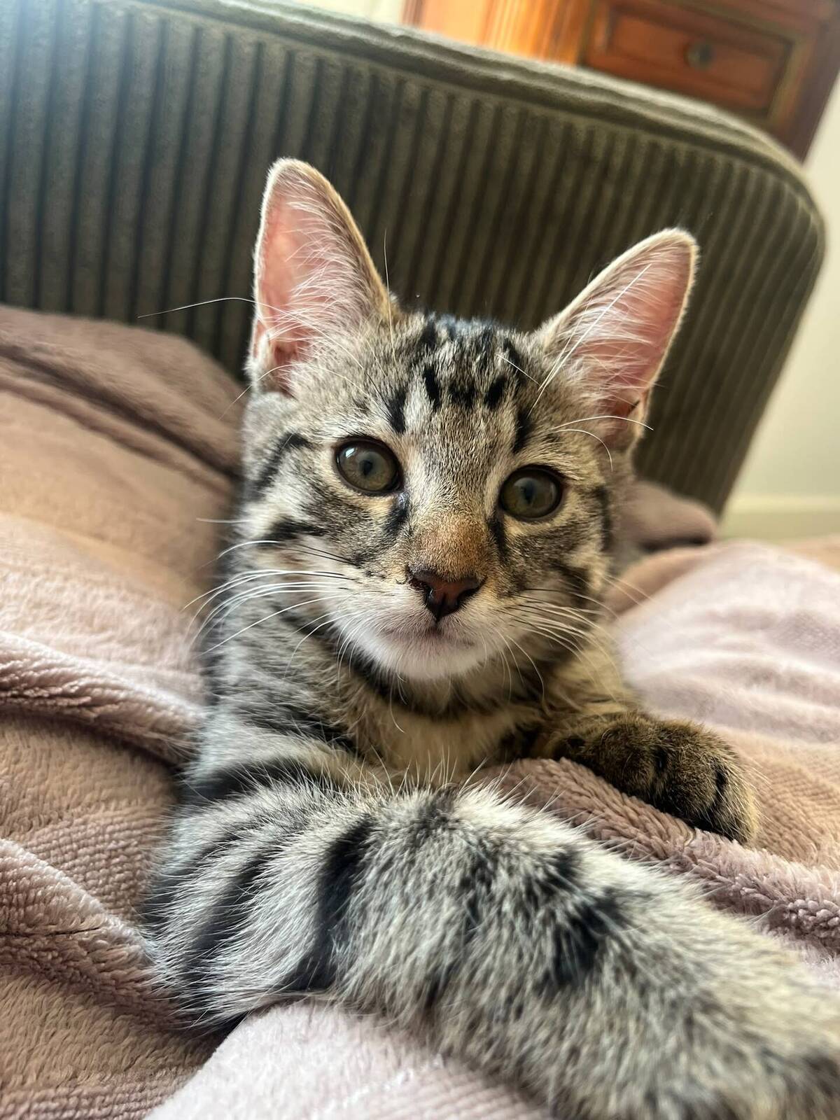 Adoption Winci