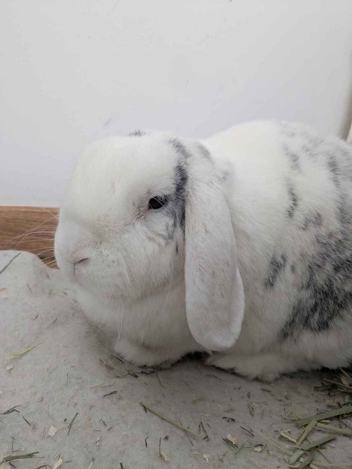 Adoption Castiel 