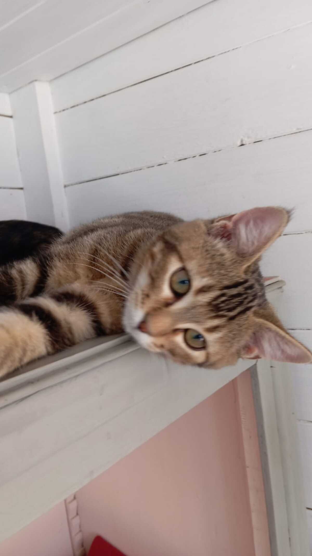 Adoption Calisson