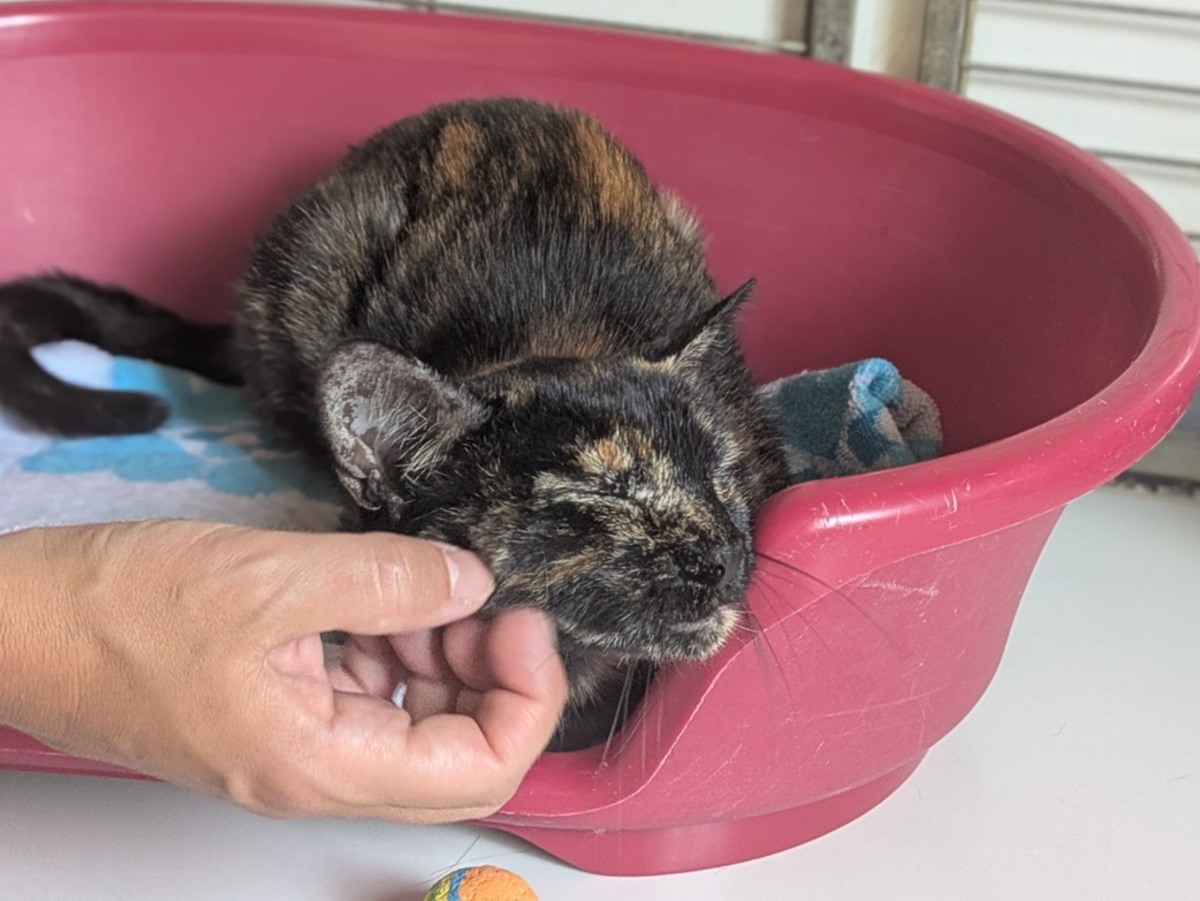 Adoption Biscotte