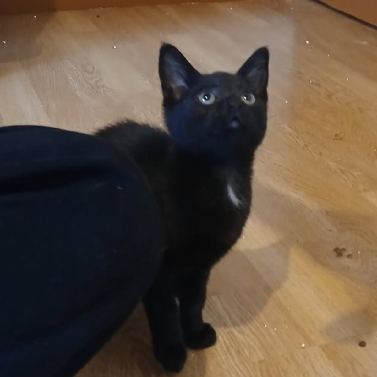 Adoption Sael