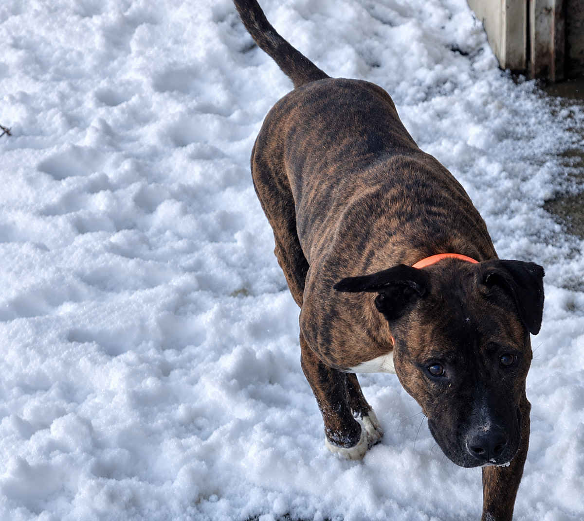 Adoption Nikita