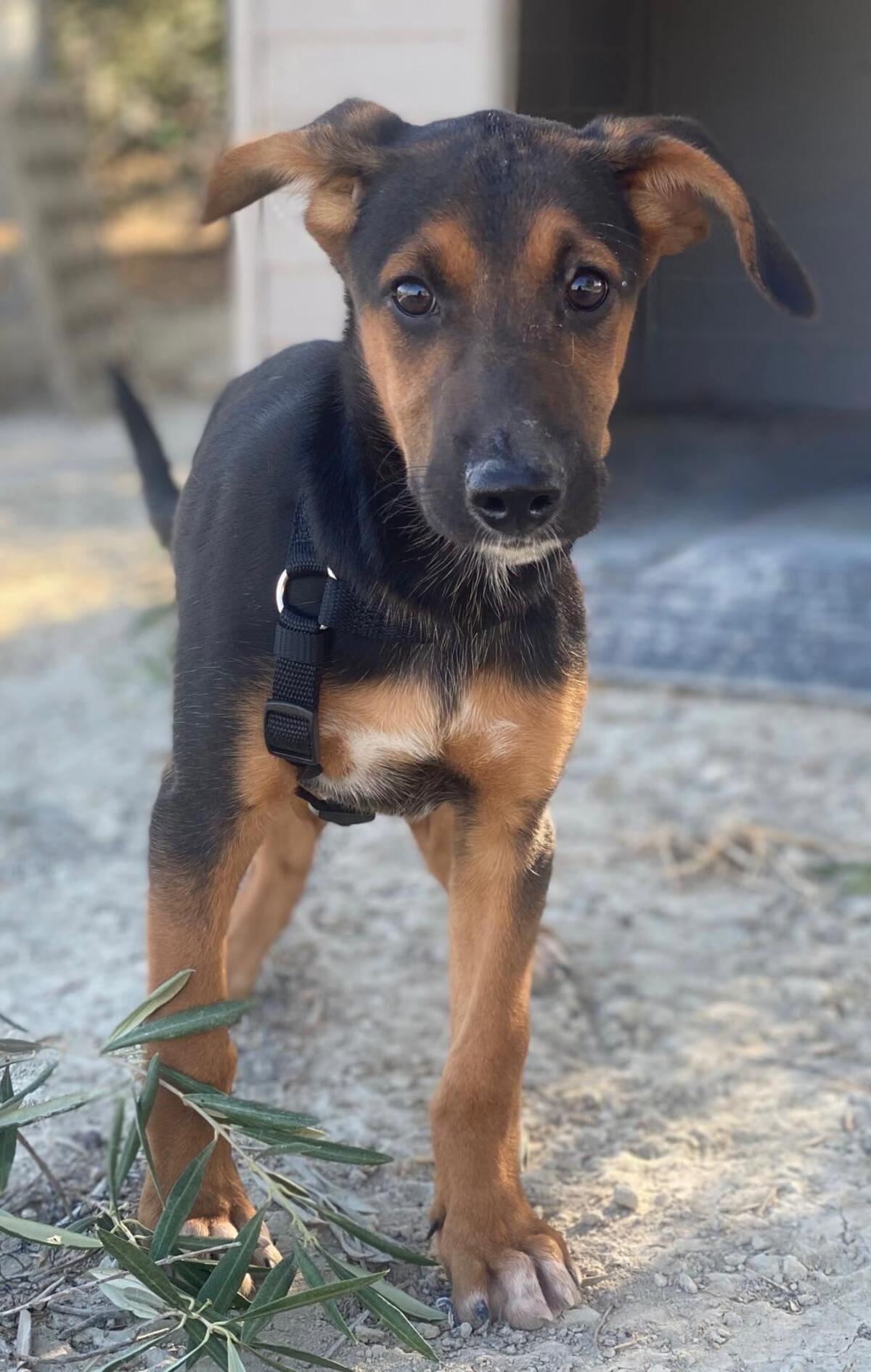 Adoption Kika