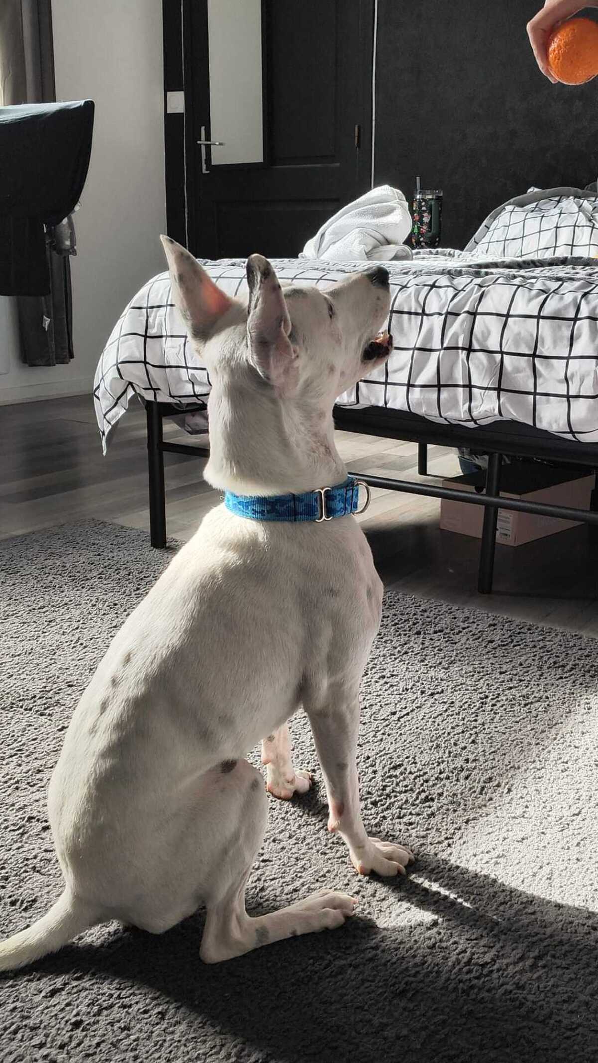 Adoption Tayson