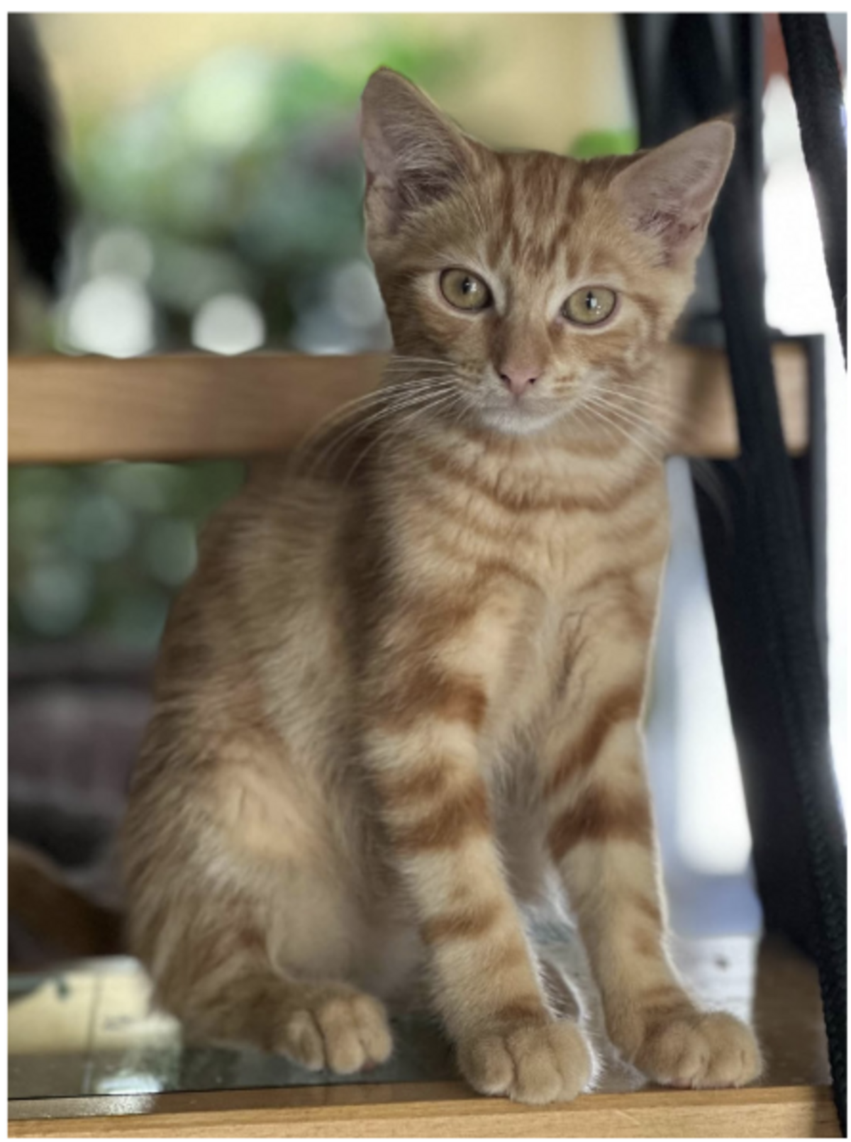 Adoption Placo