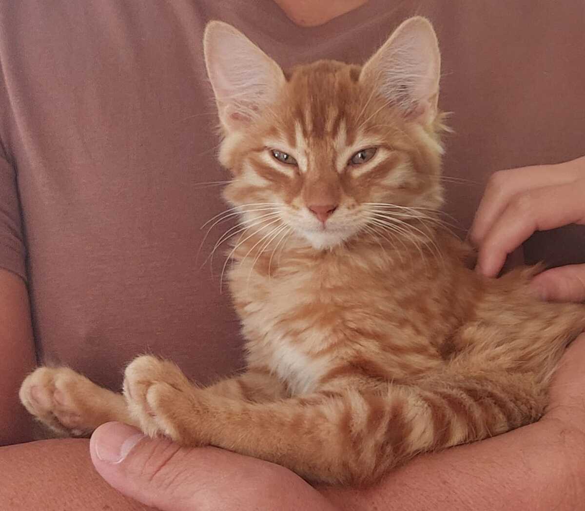 Adoption Vanille 