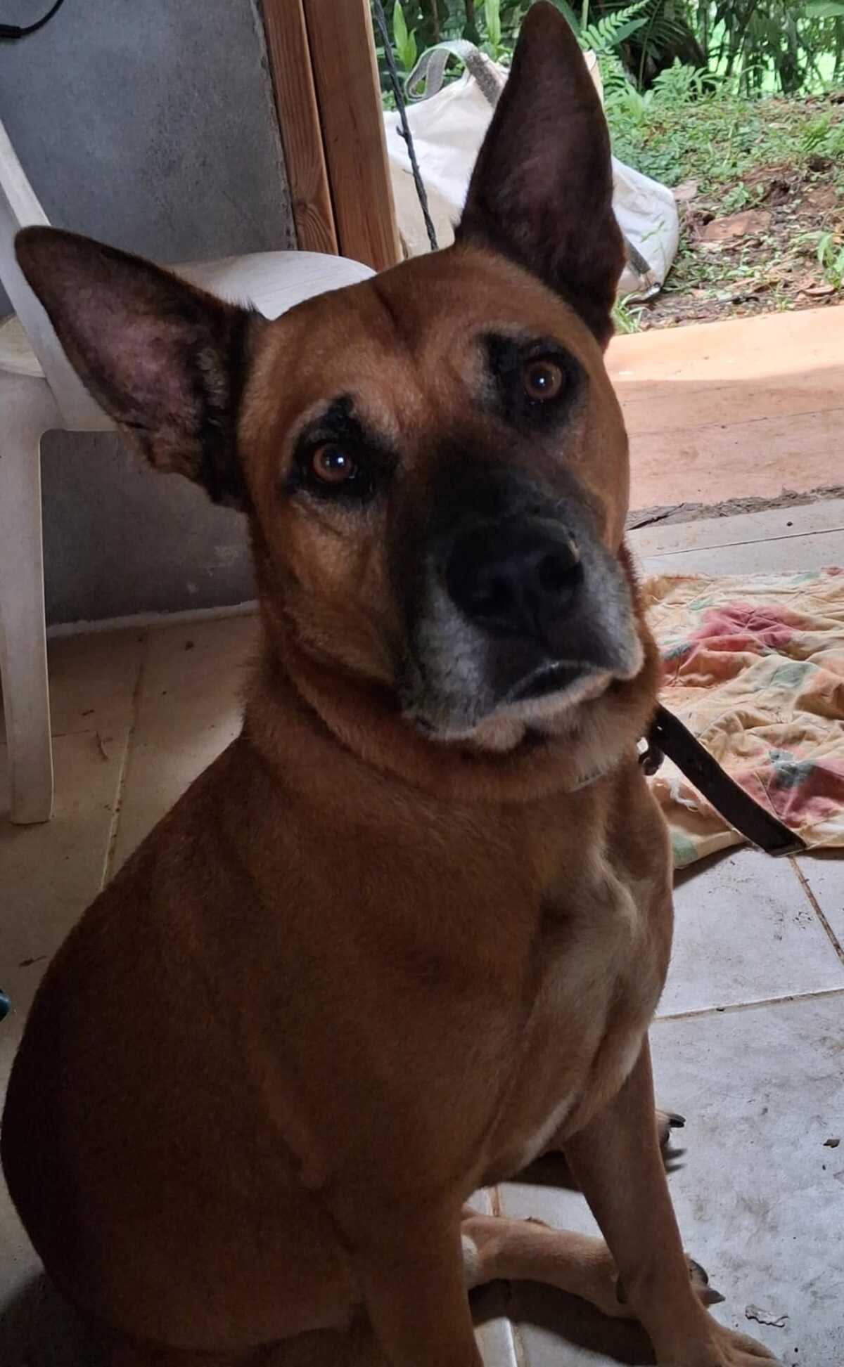 Adoption Oki