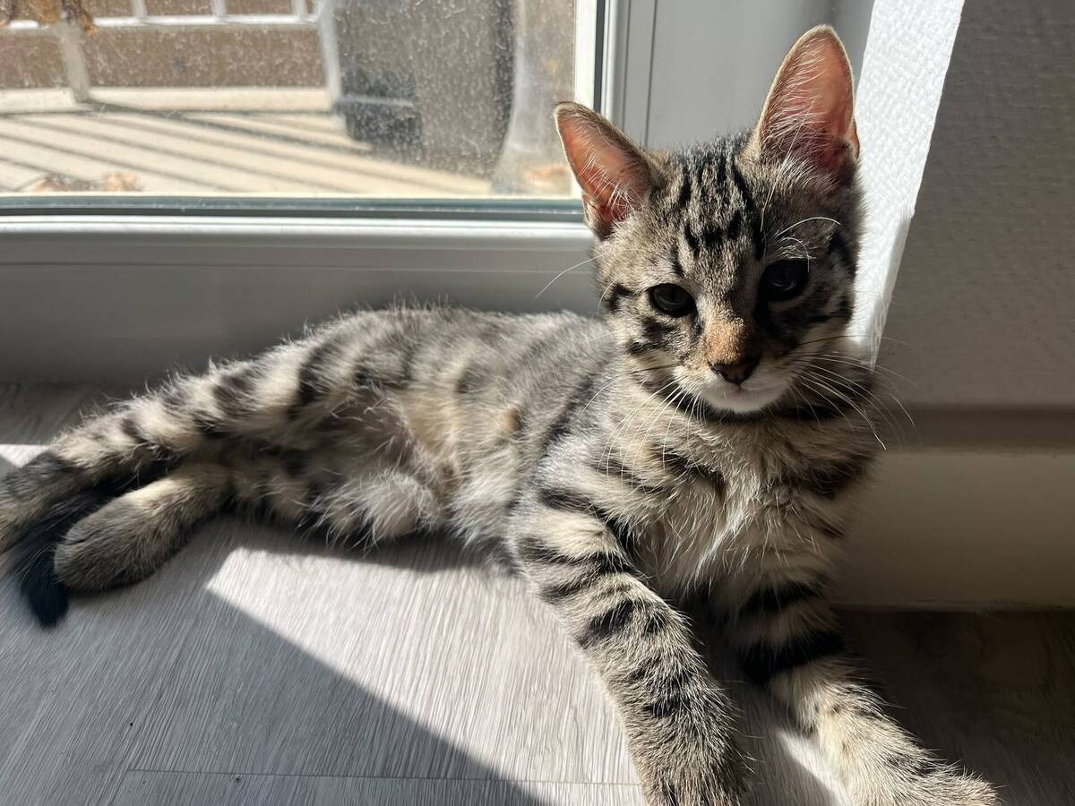 Adoption Winci