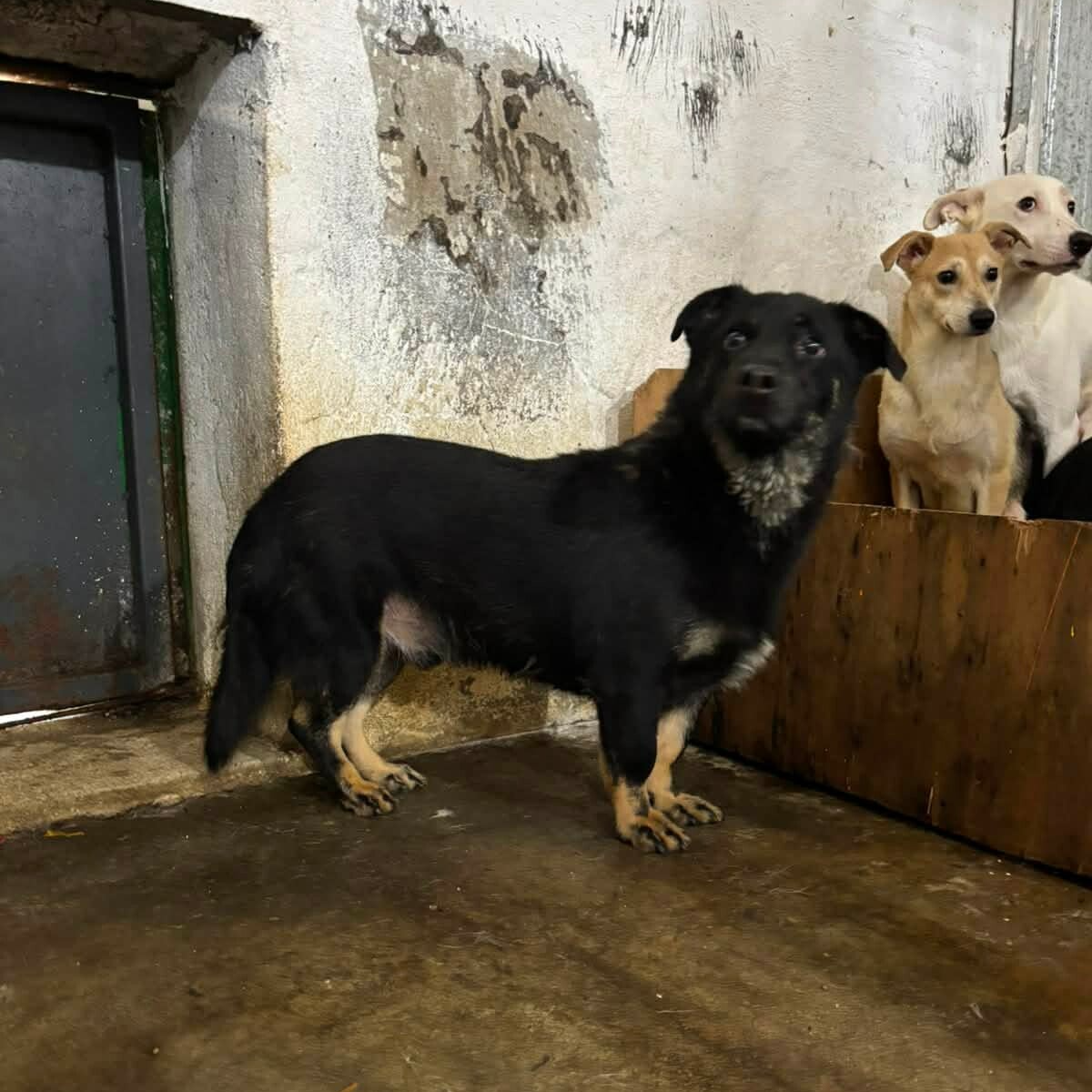 Adoption Tobias