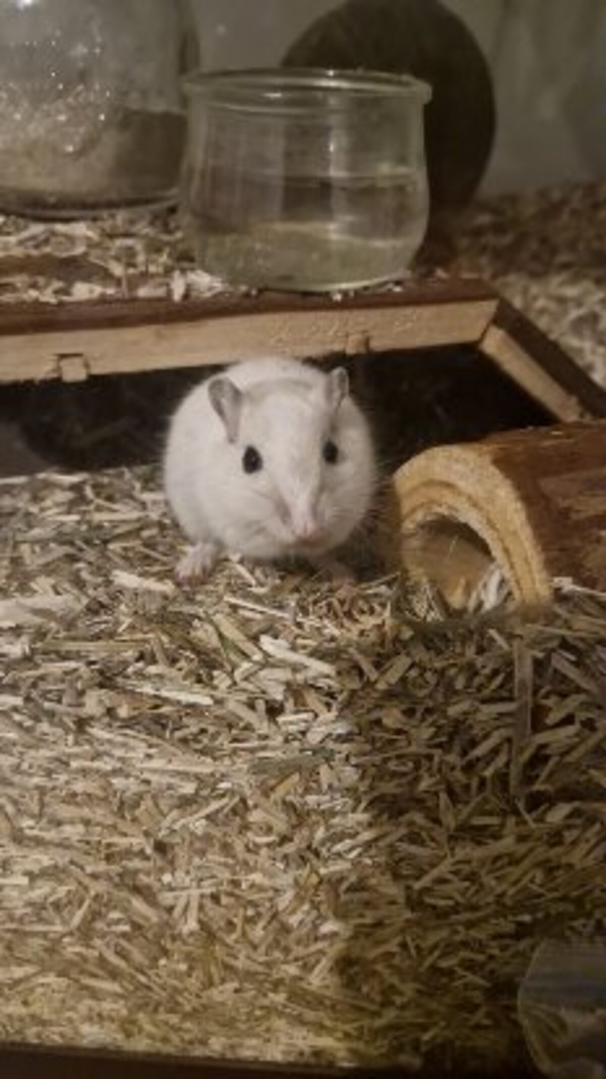 Adoption Ben nuts et jerry