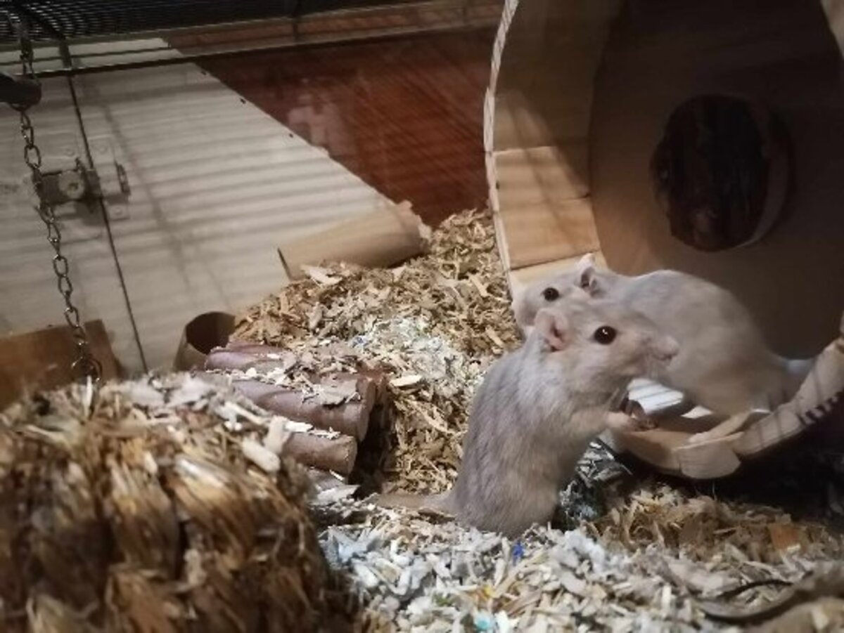 Adoption Citrouille et minnie