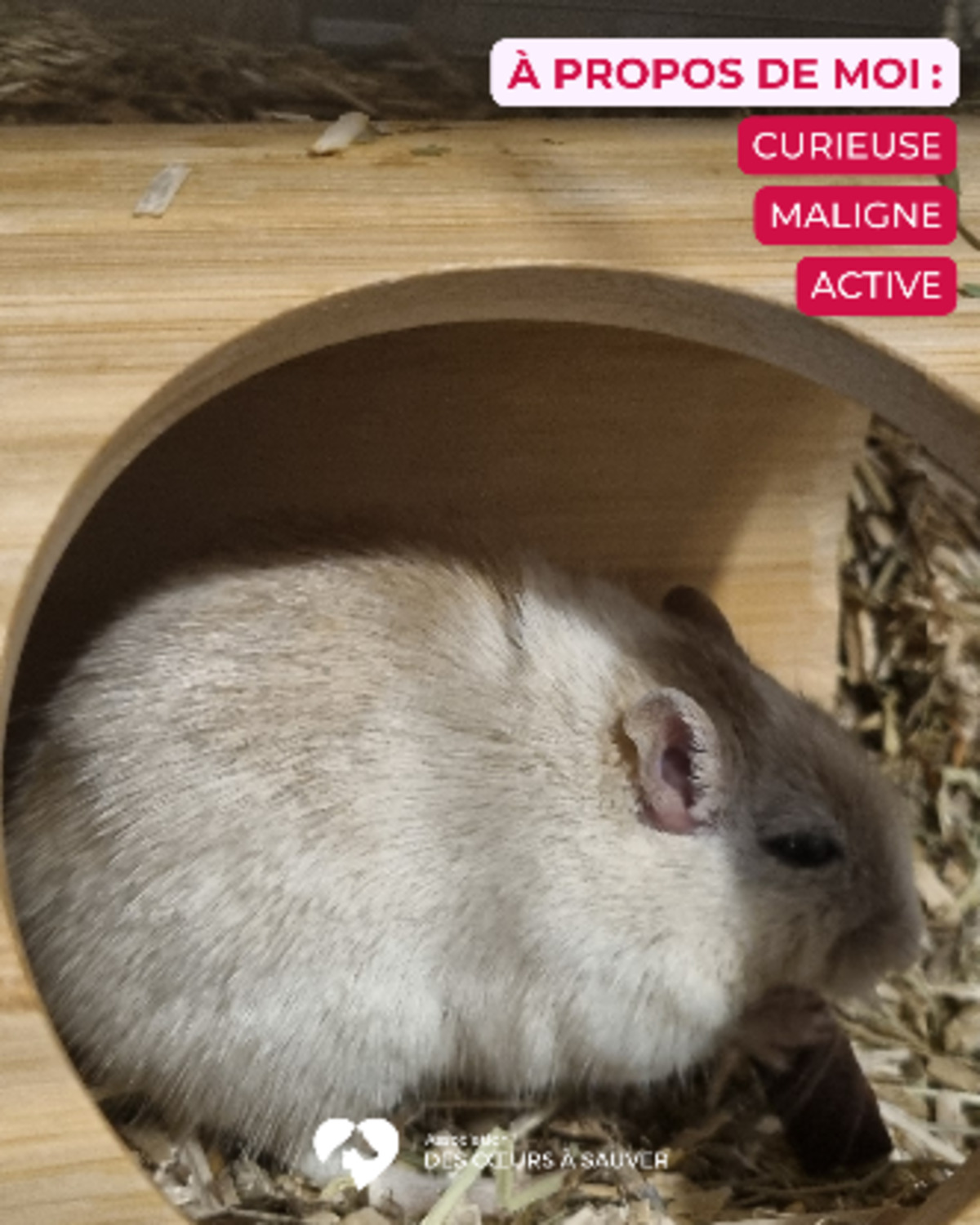 Adoption Cricy